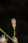 White panicle aster